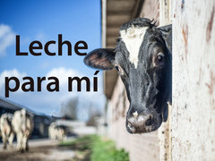 Leche para mí