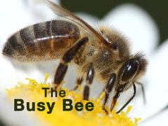 The Busy Bee