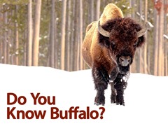 Do You Know Buffalo?