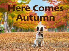 Here Comes Autumn