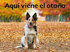 Aquí viene el otoño
