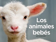 Los animales bebés