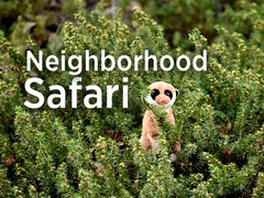 Neighborhood Safari
