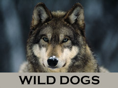 Wild Dogs