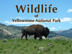 Wildlife of Yellowstone National Park