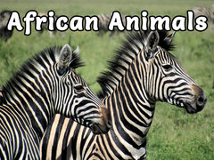 African Animals