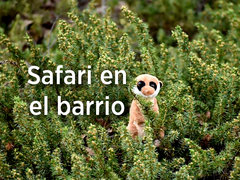 Safari en el barrio
