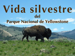 Vida silvestre del Parque Nacional de Yellowstone
