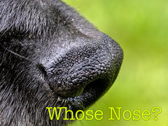 Whose Nose?