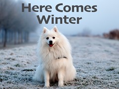 Here Comes Winter