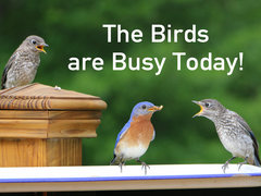 The Birds are Busy Today!