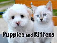 Puppies and Kittens