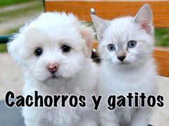 Cachorros y gatitos