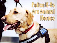 Police K-9s Are Animal Heroes