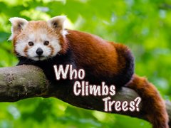 Who Climbs Trees?