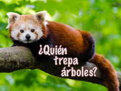 ¿Quién trepa árboles?