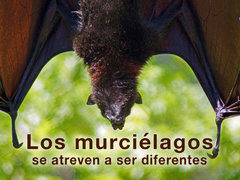 Los murciélagos se atreven a ser diferentes