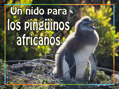 Un nido para los pingüinos africanos