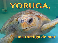 Yoruga, una tortuga de mar