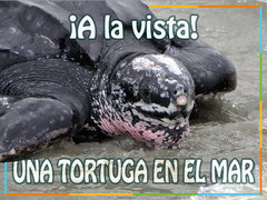 ¡A la vista! Una tortuga en el mar