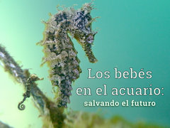 Los bebés en el acuario: salvando el futuro