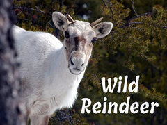 Wild Reindeer