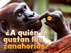 ¿A quién le gustan las zanahorias?