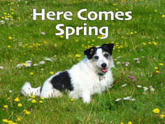 Here Comes Spring