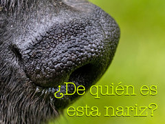 ¿De quién es esta nariz?