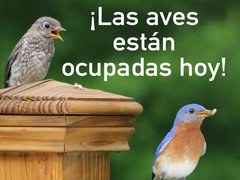 ¡Las aves están ocupadas hoy!