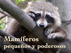 Mamíferos pequeños y poderosos