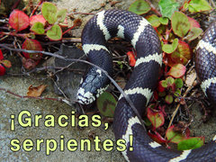 ¡Gracias, serpientes!