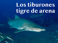 Los tiburones tigre de arena