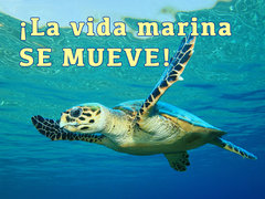 ¡La vida marina SE MUEVE!
