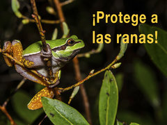 ¡Protege a las ranas!