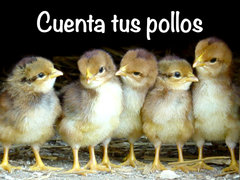 Cuenta tus pollos