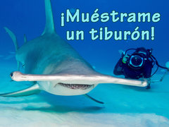 ¡Muéstrame un tiburón!