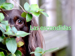 Las escondidas
