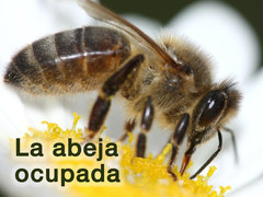 La abeja ocupada