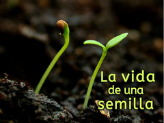 La vida de una semilla