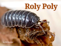 Roly Poly