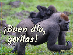 ¡Buen día, gorilas!