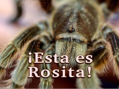 ¡Esta es Rosita!