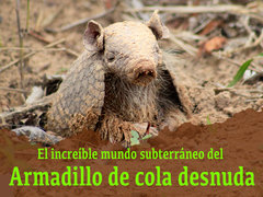 El increíble mundo subterráneo del armadillo de cola desnuda