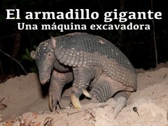 El armadillo gigante, una máquina excavadora