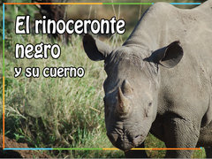 El rinoceronte negro y su cuerno