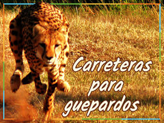Carreteras para guepardos