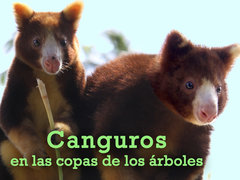 Canguros en las copas de los árboles