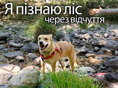 Я пізнаю ліс через відчуття