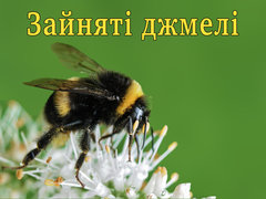 Зайняті джмелі